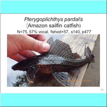 Pterygoplichthys pardalis.png